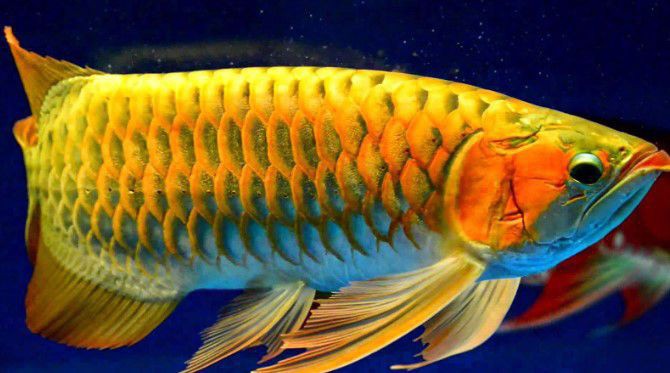 10 loài cá cảnh nên nuôi trong nhà để tấn tài, tấn lộc