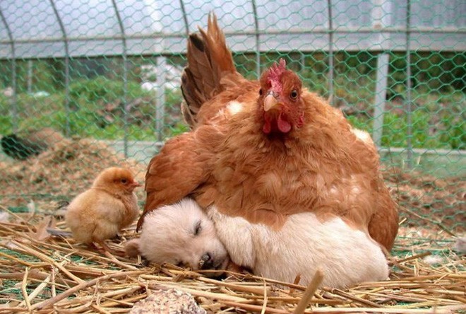 Những hình ảnh hài hước chứng minh gà mới đích thị là “mẹ muôn loài“