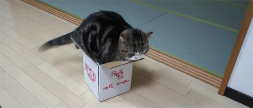 Vì sao những con mèo thường thích chui vào hộp? Thì ra đây là nguyên nhân!