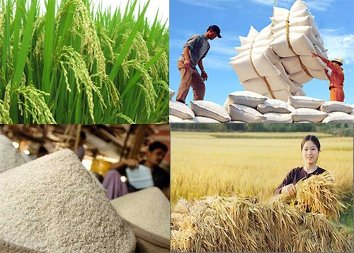 Trung Quốc phủ nhận thông tin cấm nhập khẩu gạo tiểu ngạch từ Việt Nam