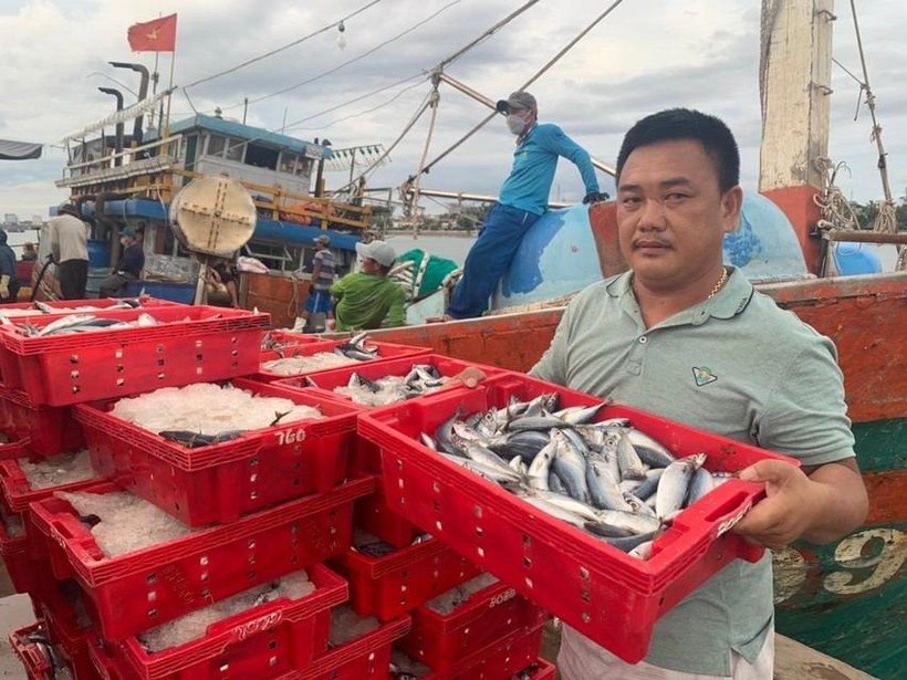 Ngư dân Quảng Bình trúng đậm mẻ cá nục, thu gần 2,5 tỷ đồng.