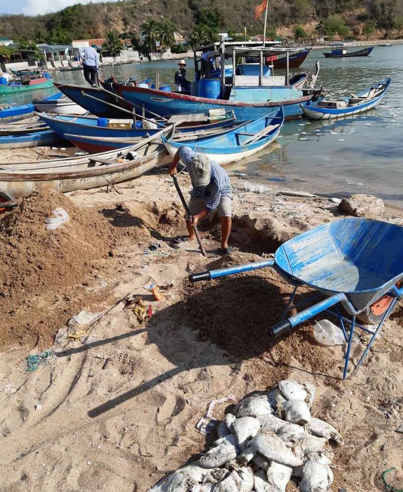 Khánh Hòa: Cá chết la liệt ngư dân thiệt hàng hàng tỷ đồng