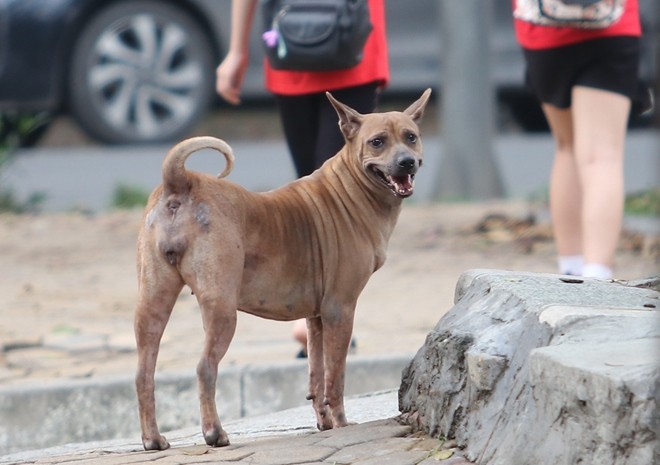 Bình Thuận: Một bé gái tử vong sau 3 tháng do bị chó nhà tấn công