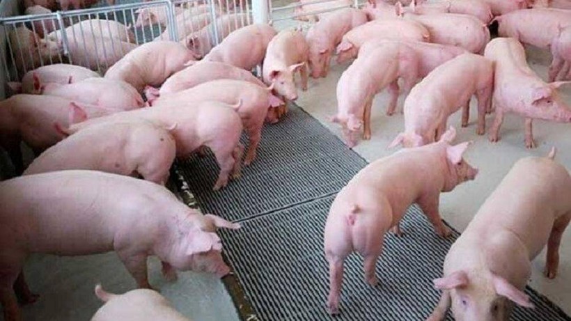 Giá thịt lợn miền Trung tăng "sốc" lập đỉnh mới