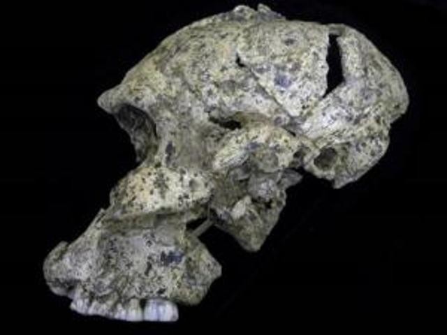 Xuất hiện hóa thạch giải mã thính lực tổ tiên loài người