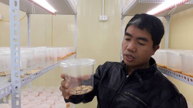 Ông Nguyễn Văn Cường - Viện trưởng Viện Nghiên cứu và ứng dụng Nông nghiệp hữu cơ trong phòng nuôi cấy Đông trùng Hạ thảo.