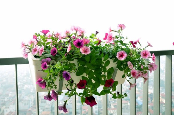 10 lọai hoa tuyệt đẹp cho nhà chung cư