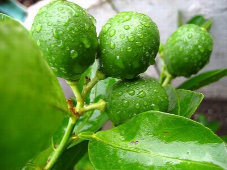 Chanh là loài cây được trồng phổ biến ở Việt Nam.