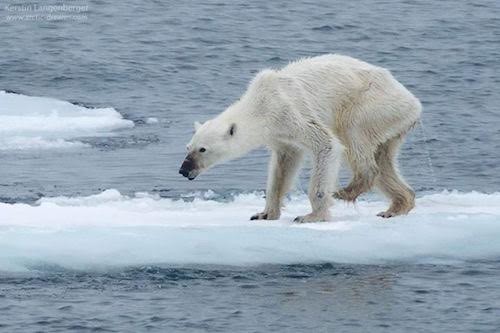 Con gấu cái Bắc Cực gầy trơ xương. Ảnh: Kerstin Langenberger
