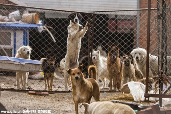 Đại gia chấp nhận "tán gia bại sản" cứu hơn 200 chó hoang