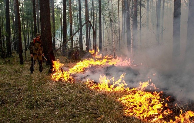 Nga đương đầu với cháy rừng trên 50.000 hecta