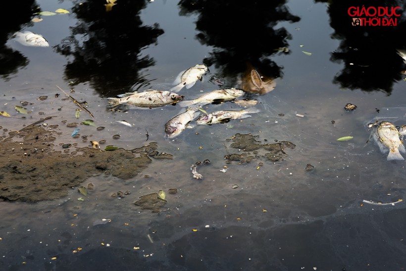 Sông Tô Lịch đen ngòm, cá chết bốc mùi sau 3 ngày hồ Tây cấp cho 1 triệu m3 nước