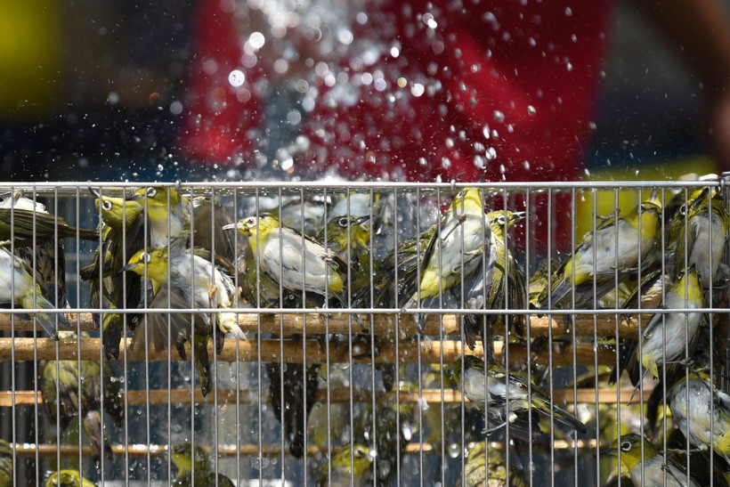 Mỗi ngày hàng ngàn chú chim phóng sinh được bán ra tại chợ chim trên phố Hoàng Hoa Thám.