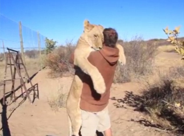 Tình cảm đặc biệt giữa Gruener và con sư tử. (Nguồn: YouTube)