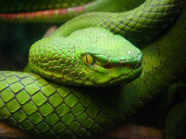 Vì sao rắn không xuất hiện tại Ireland?