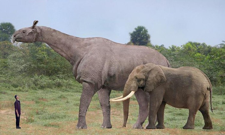 Nguyên nhân động vật tiền sử có kích thước khổng lồ