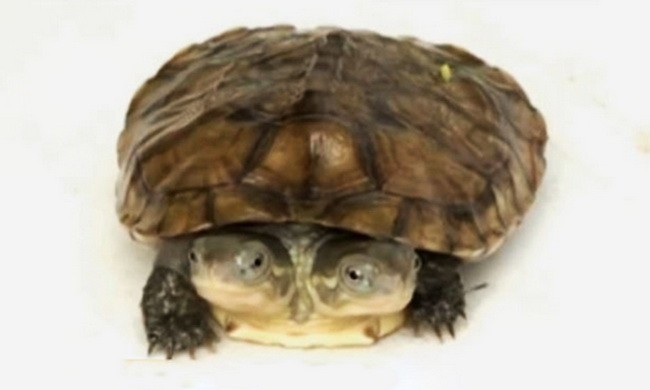 Phát hiện con rùa có tận hai đầu cực lạ
