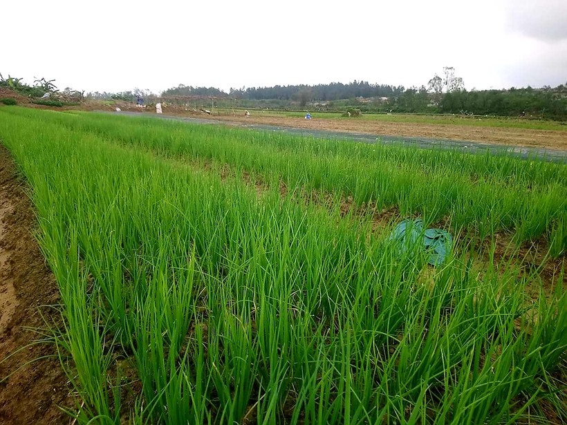 Nông dân trồng hành lá ở Thừa Thiên - Huế chật vật khôi phục sau lũ