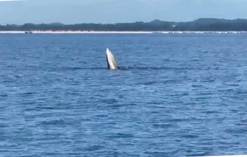 Cá voi xuất hiện trên vùng biển Quảng Ninh