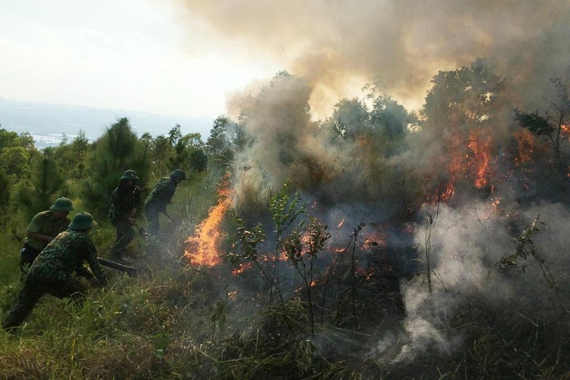 15ha rừng thông ở phường Nam Khê, TP Uông Bí bị cháy ngày 5/9. Thiệt hại về tài sản đang được kiểm đếm. Ảnh: Văn Đảm