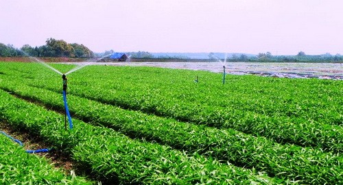 Rau an toàn của VinEco được sản xuất theo công nghệ cơ giới hóa và tự động hóa trên cánh đồng mẫu lớn của Nhật Bản trên các nông trường tại Tam Đảo (Vĩnh Phúc), Củ Chi (TP HCM) và Long Thành (Đồng Nai).