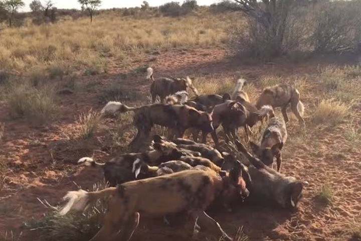 Sởn gai ốc với cảnh tượng chó hoang săn giết lợn rừng