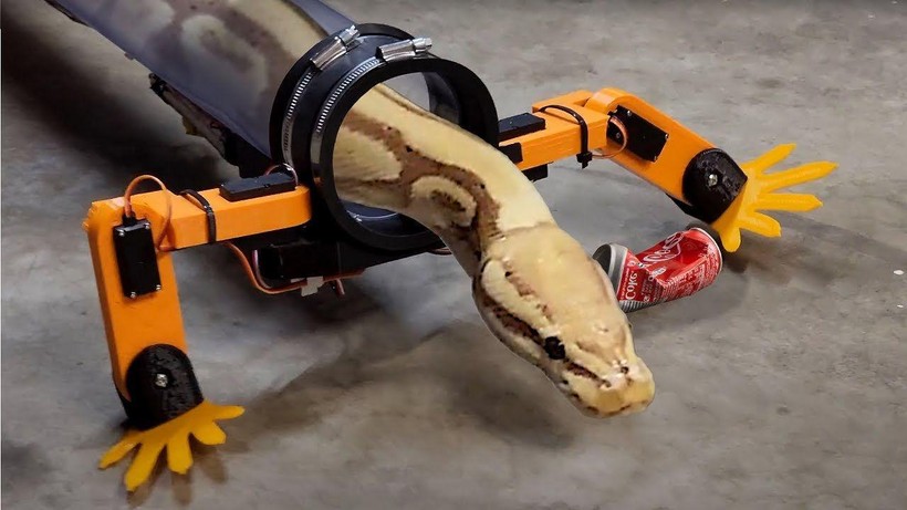 Con trăn được thử nghiệm di chuyển bằng chân robot. Ảnh: Youtube Alen Pan.