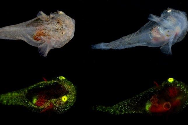 Loài cá ốc phát sáng mới được phát hiện. Ảnh: John Sparks và David Gruber.