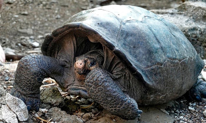 Rùa Galápagos được tìm thấy là loài được cho là đã tuyệt chủng 100 năm trước.