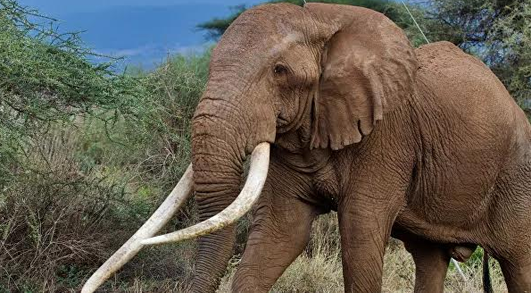 Chú voi có bộ ngà lớn nhất ở Châu Phi đã chết