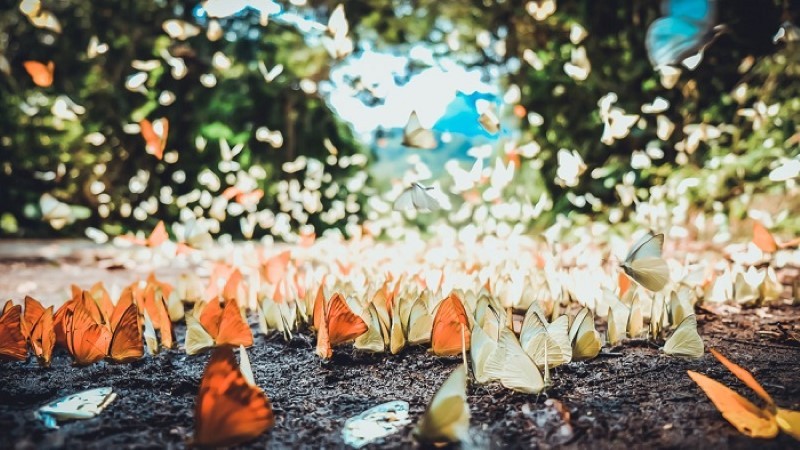Mùa bướm rừng tại Vườn quốc gia Cát Tiên, nơi có hệ sinh thái đa dạng nhất nước ta. Ảnh: IT
