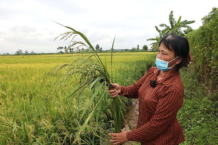 Lúa ma xâm hại ở Hà Nam khiến năng suất trồng lúa của người nông dân giảm nghiêm trọng.