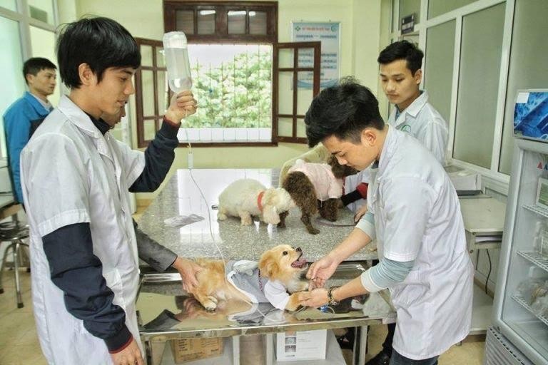 Sinh viên ngành thú y dễ tìm việc sau tốt nghiệp.