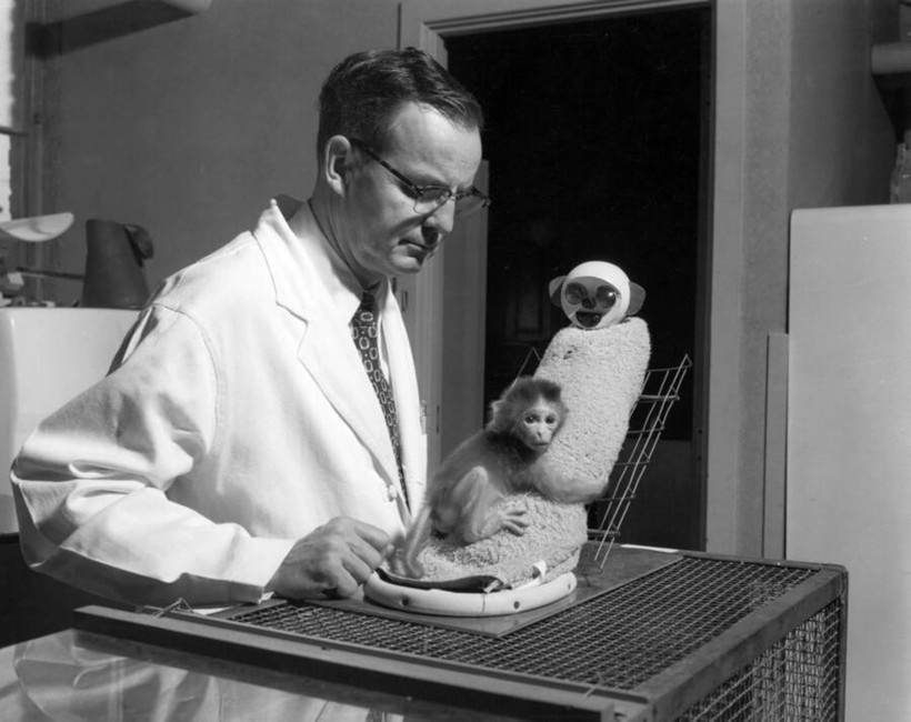 Nhà khoa học Harry Harlow và khỉ con thí nghiệm.