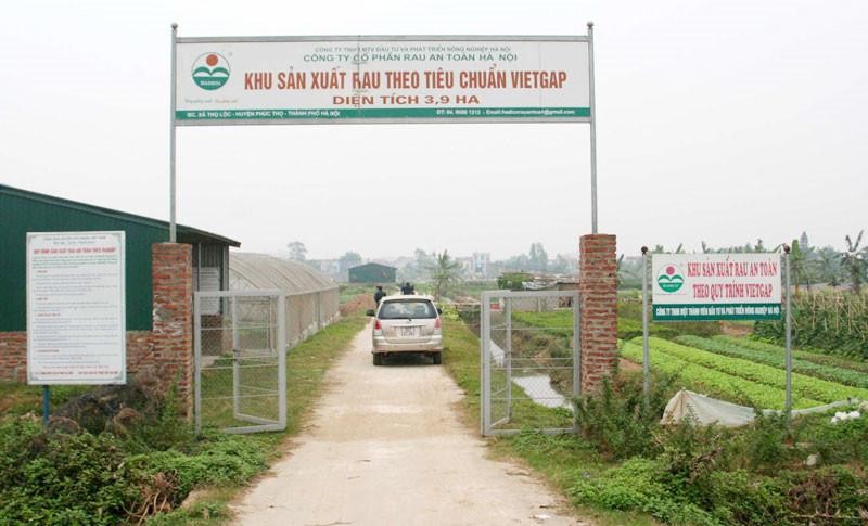 Khu sản xuất rau sạch theo tiêu chuẩn VietGAP của Công ty Cổ phần rau an toàn Hà Nội. 