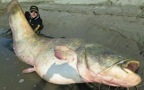 Cá da trơn nặng gần 130 kg ở Italy