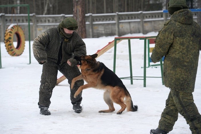 Quân đội Nga huấn luyện chó nghiệp vụ như thế nào?