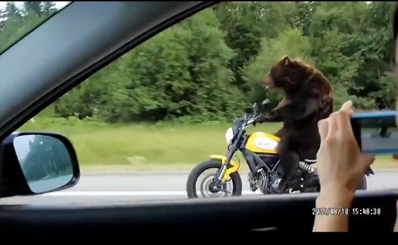 Kỳ lạ gấu phóng môtô trên cao tốc