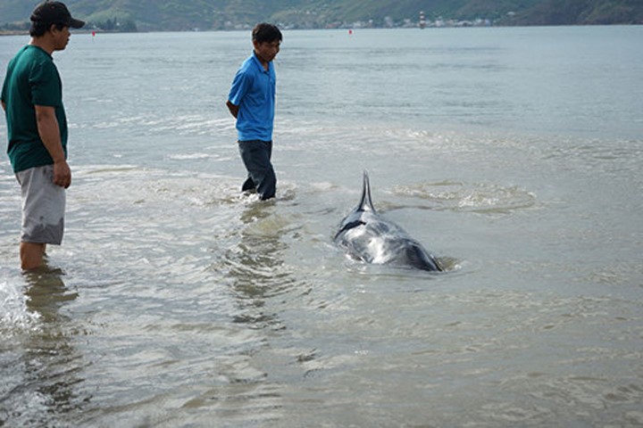 Cá heo dài 3m trôi dạt vào bờ biển Quy Nhơn