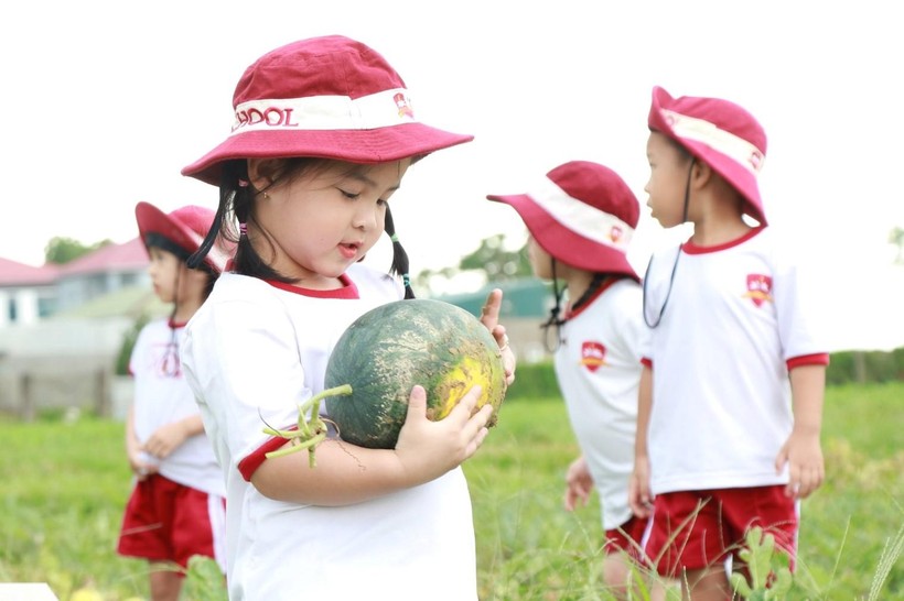 Các em học sinh mầm non Trường Hội nhập quốc tế iSchool Hà Tĩnh trải nghiệm tại cánh đồng dưa của người dân xã Đồng Môn.