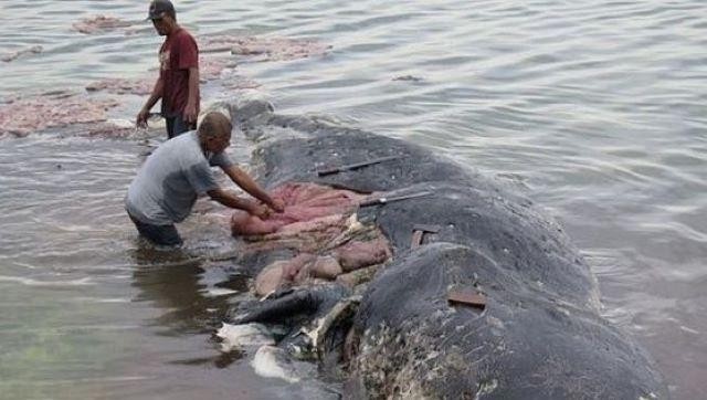 Cá voi chết do ăn rác thải nhựa (Ảnh minh họa)