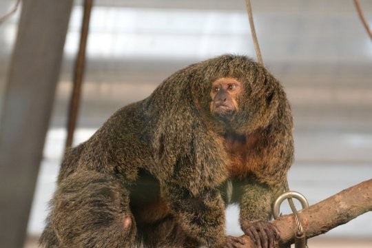 Bất ngờ thân hình “cuồn cuộc cơ bắp” của chú khỉ ở Phần Lan
