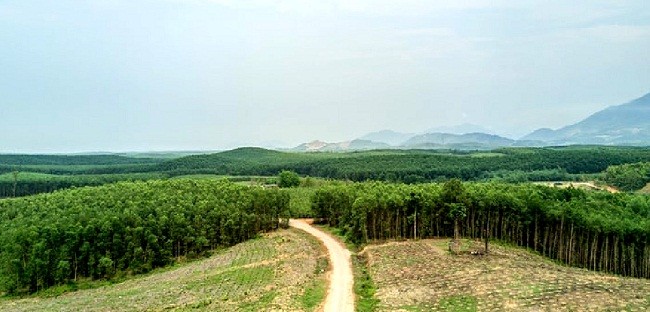 Hiện tại, chỉ 5,4% rừng trồng của Việt Nam đạt chứng nhận FSC