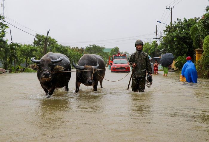 Người dân tại Quảng Nam đưa đàn gia súc đến địa điểm khác để tránh lũ lụt. Ảnh: Vụ TTCĐ tổng hợp.