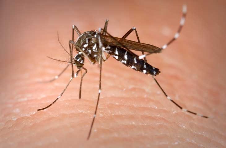 Muỗi vằn chứa virus Dengue là nguyên nhân gây bệnh sốt xuất huyết. Nguồn: BV Hồng Ngọc.