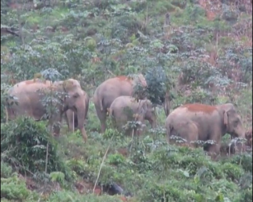 Đàn voi rừng gồm 4 con xuất hiện tại xã Phúc Sơn, huyện Anh Sơn, Nghệ An