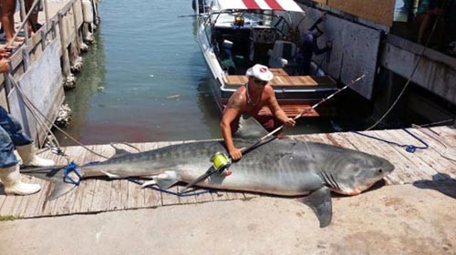 Ryan Springs và con cá nhám hổ nặng gần 400 kg. Ảnh: AP