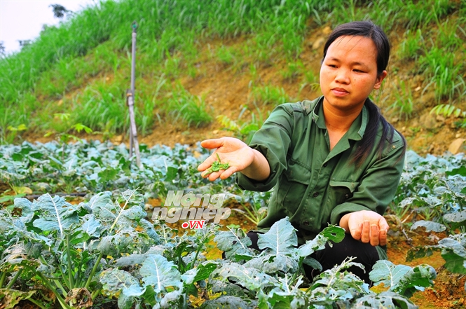 Một công nhân đang bắt sâu thủ công tại khu trồng rau hữu cơ trang trại Hoa Viên
