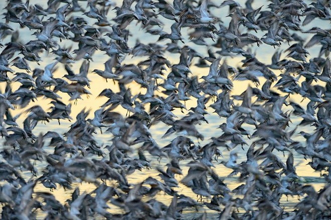 Cảnh tượng đáng kinh ngạc của hàng nghìn con chim khi thủy triều lên