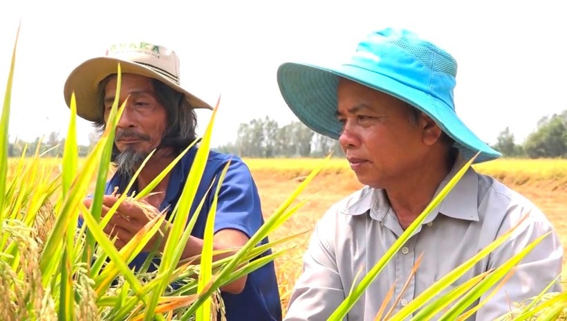 Ông Oanh (phải) đang kiểm tra các giống lúa lai đang được trồng thử nghiệm.